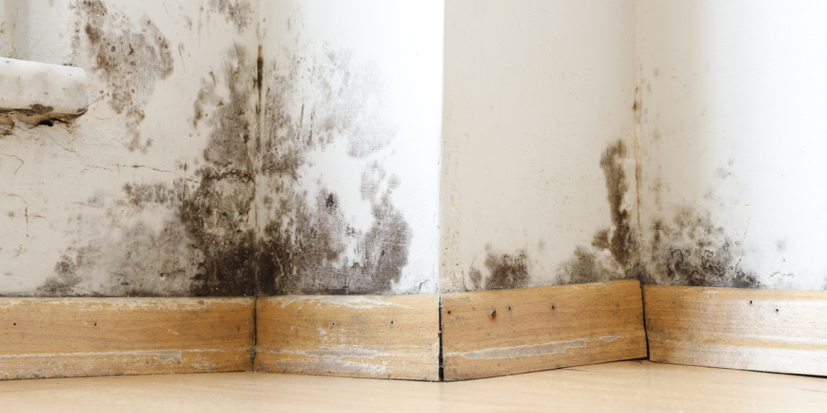 How Does Water Damage Lead to Mold How Does Water Damage Lead to Mold
