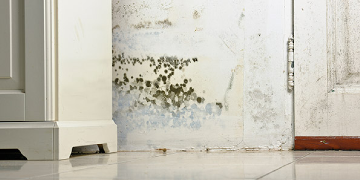 Blackwater Leads to Mold Growth Blackwater Leads to Mold Growth
