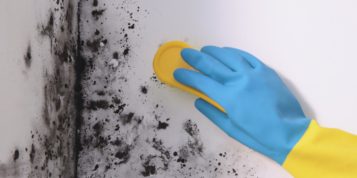 How to Clean Mold with Bleach How to Clean Mold with Bleach