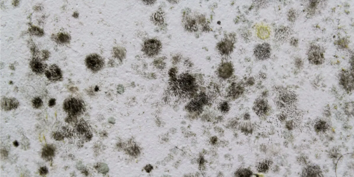 Black Mold