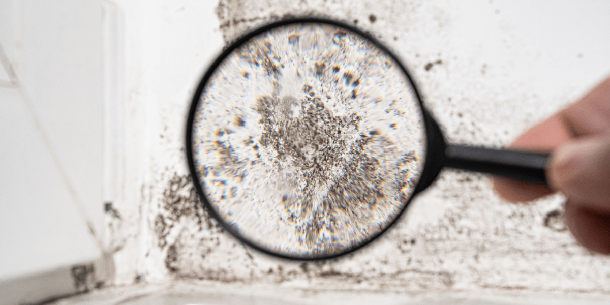 How Do You Know If Mold is Growing